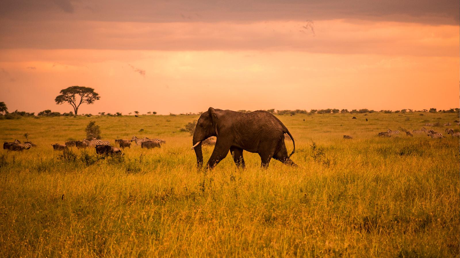 5 Best itinerary ideas for 8 Days Kenya safari tour holiday